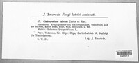 Fulvia fulva image